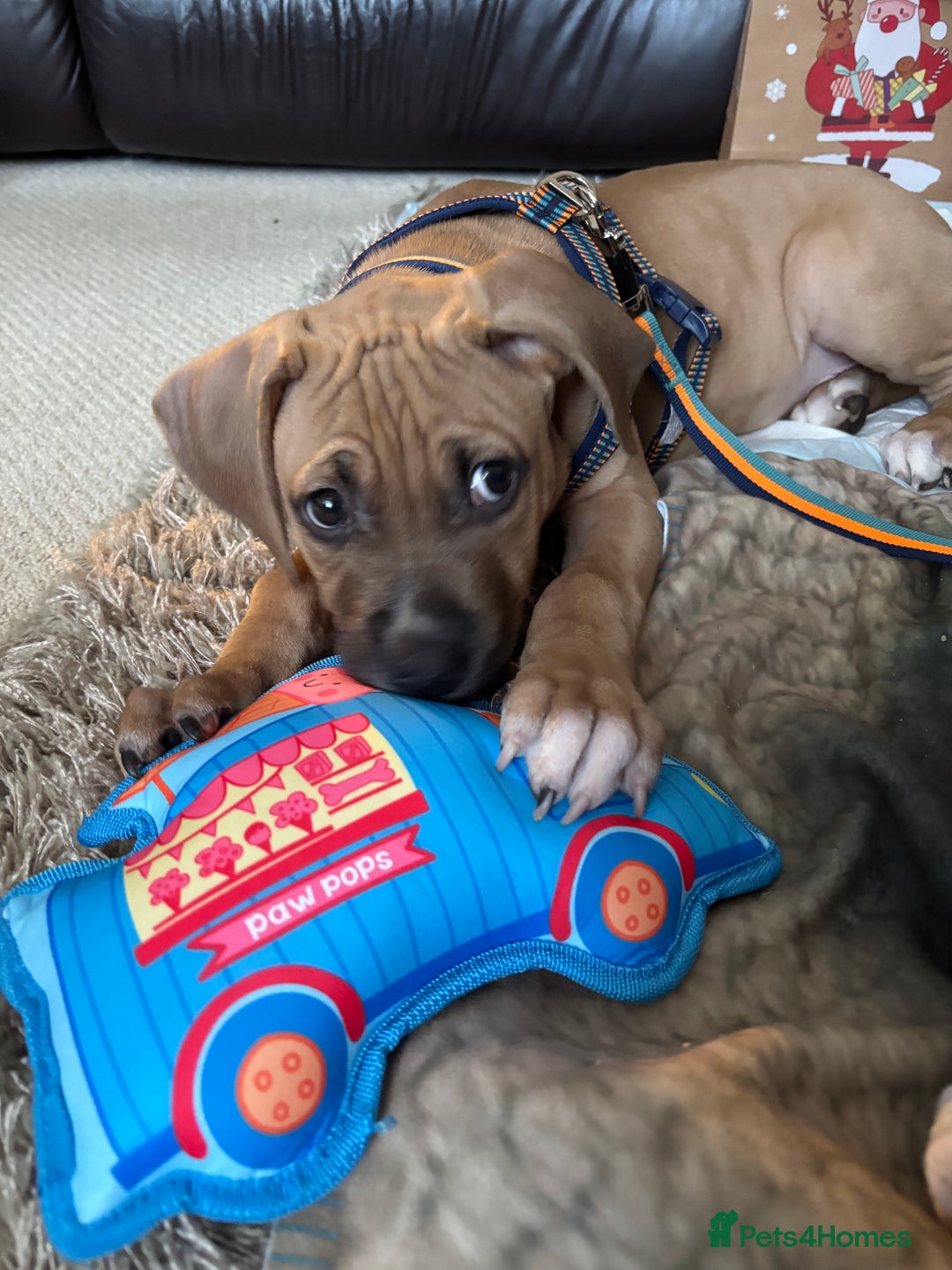 Mixed Breed dogs for sale: Beautiful mastiff cross puppy  - Advert 2