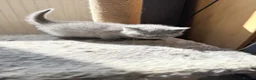 British Shorthair cats for sale: Pure-breed British Shorthair Kittens z  - Advert 2
