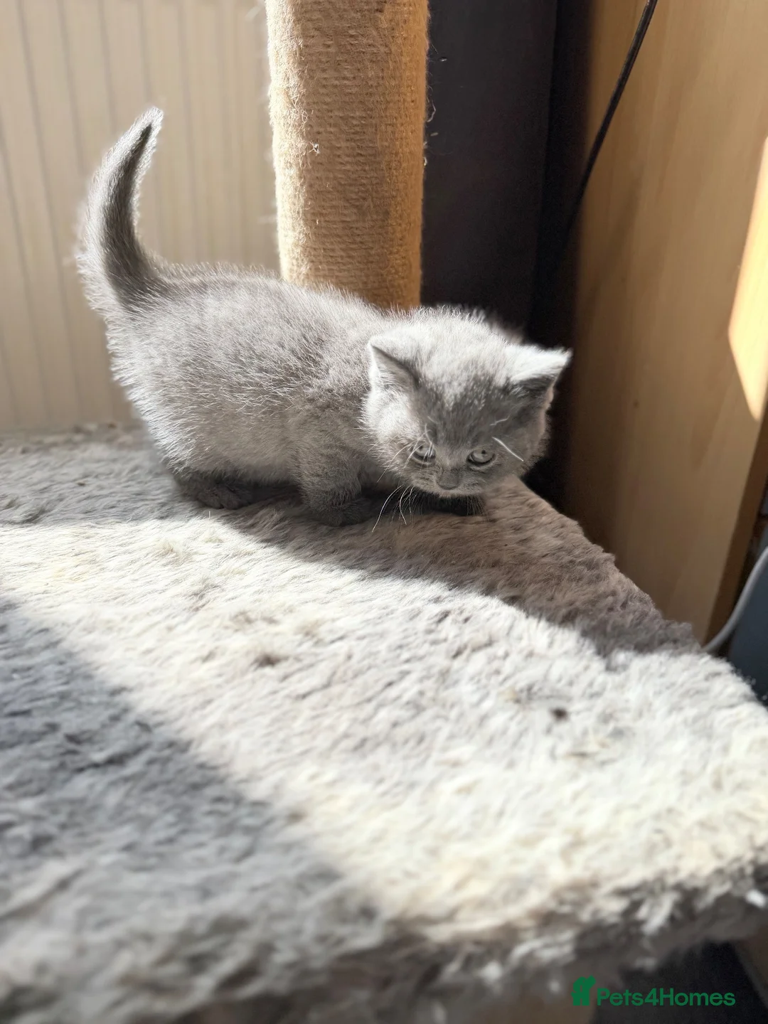 British Shorthair cats for sale: Pure-breed British Shorthair Kittens z  - Advert 2
