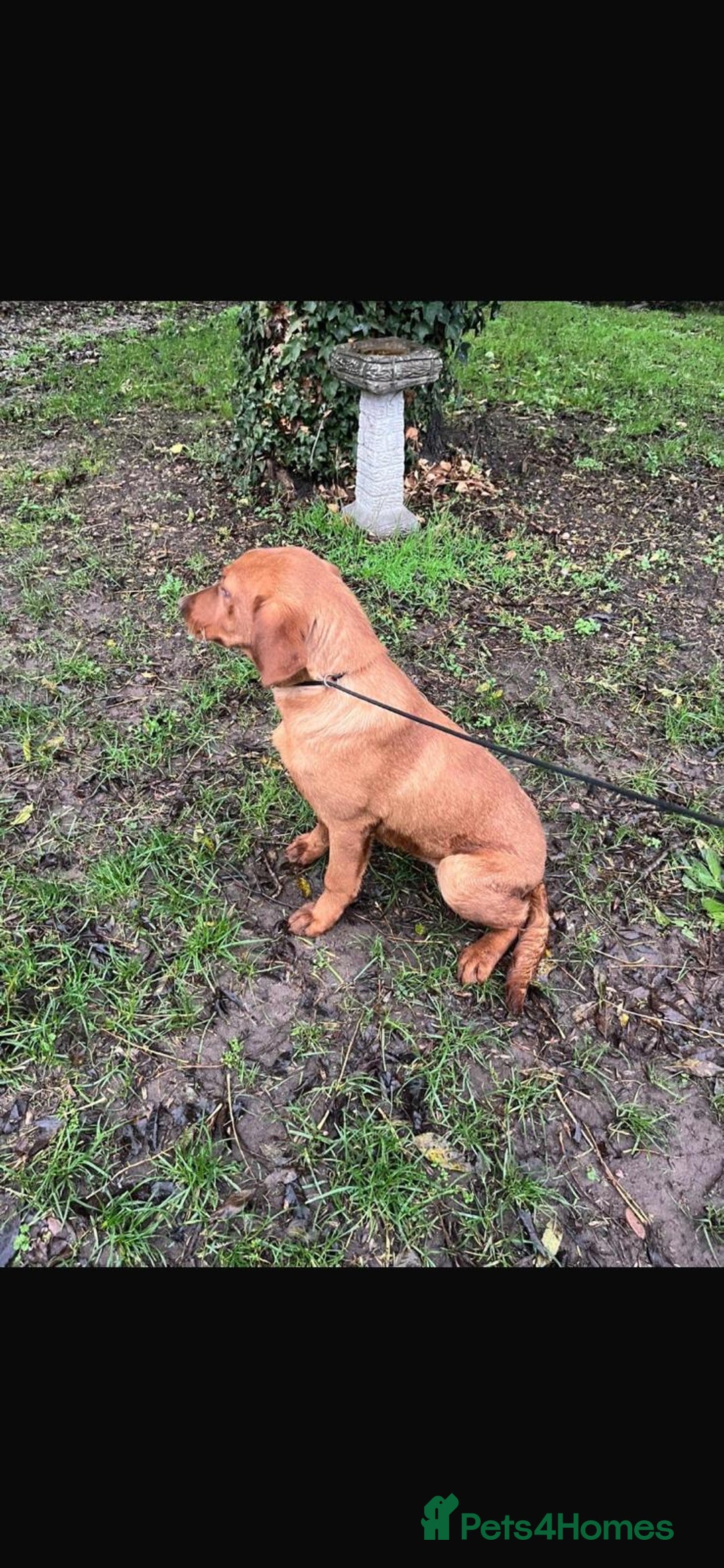 Labrador Retriever dogs for sale: Fox Red Working Labrador puppies for sale - Advert 6