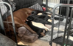Labrador Retriever dogs for sale: 8 super Labrador pups 4 girls 4 boys**NEW PHOTOS** - Image 14