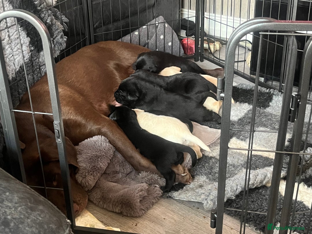 Labrador Retriever dogs for sale: 8 super Labrador pups 4 girls 4 boys**NEW PHOTOS** - Image 14
