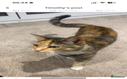 British Shorthair cats for sale: 2 boys one girl for sale  - Image 25