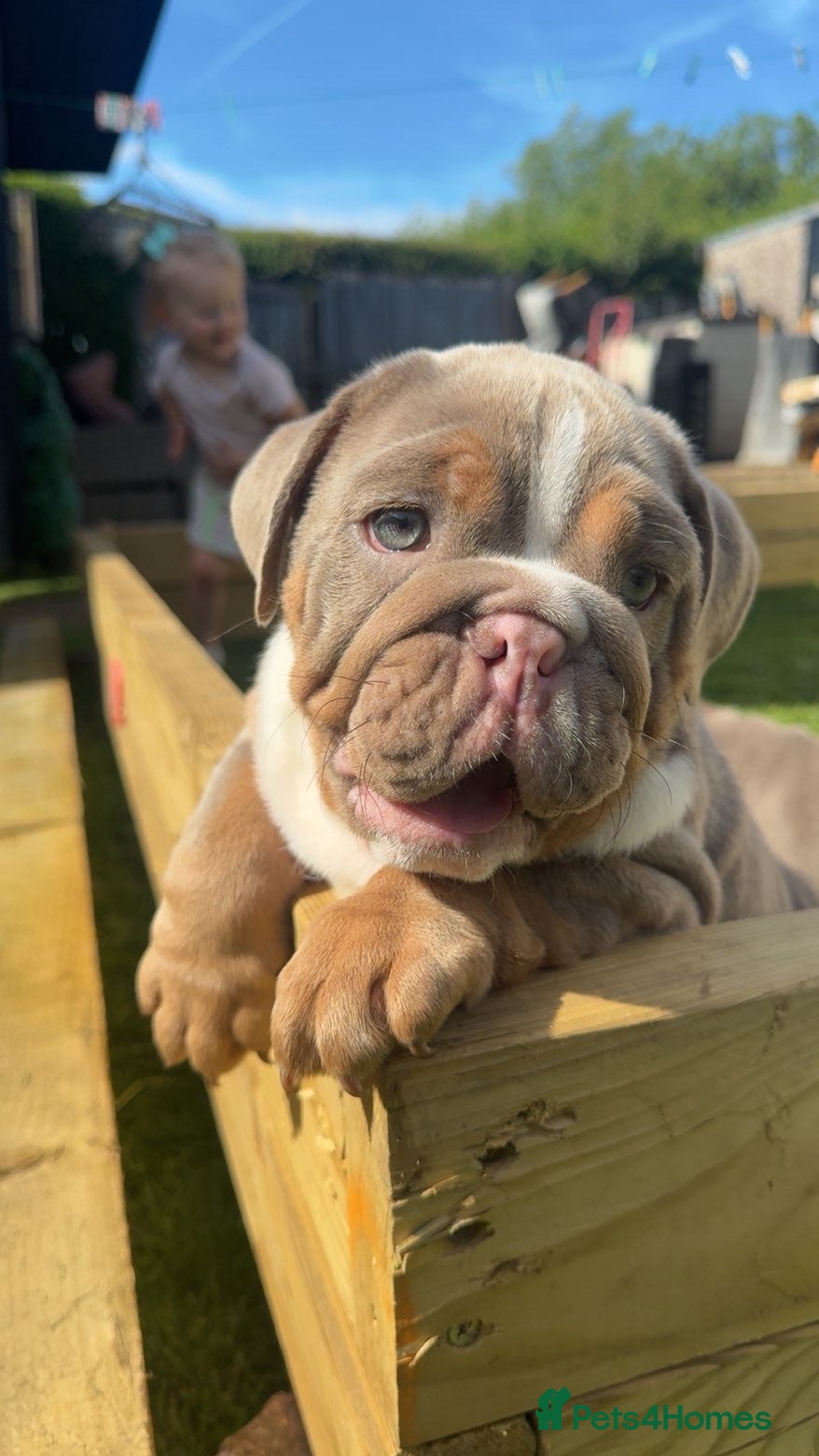English Bulldog dogs English bulldogs  - Advert 12