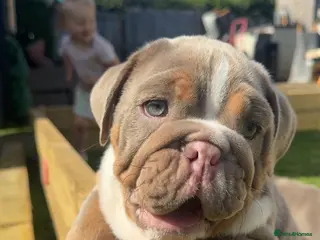 English Bulldog dogs English bulldogs - Advert 12