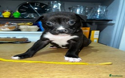 Mixed Breed dogs for sale: Blue american Shepard puppies - Image 2