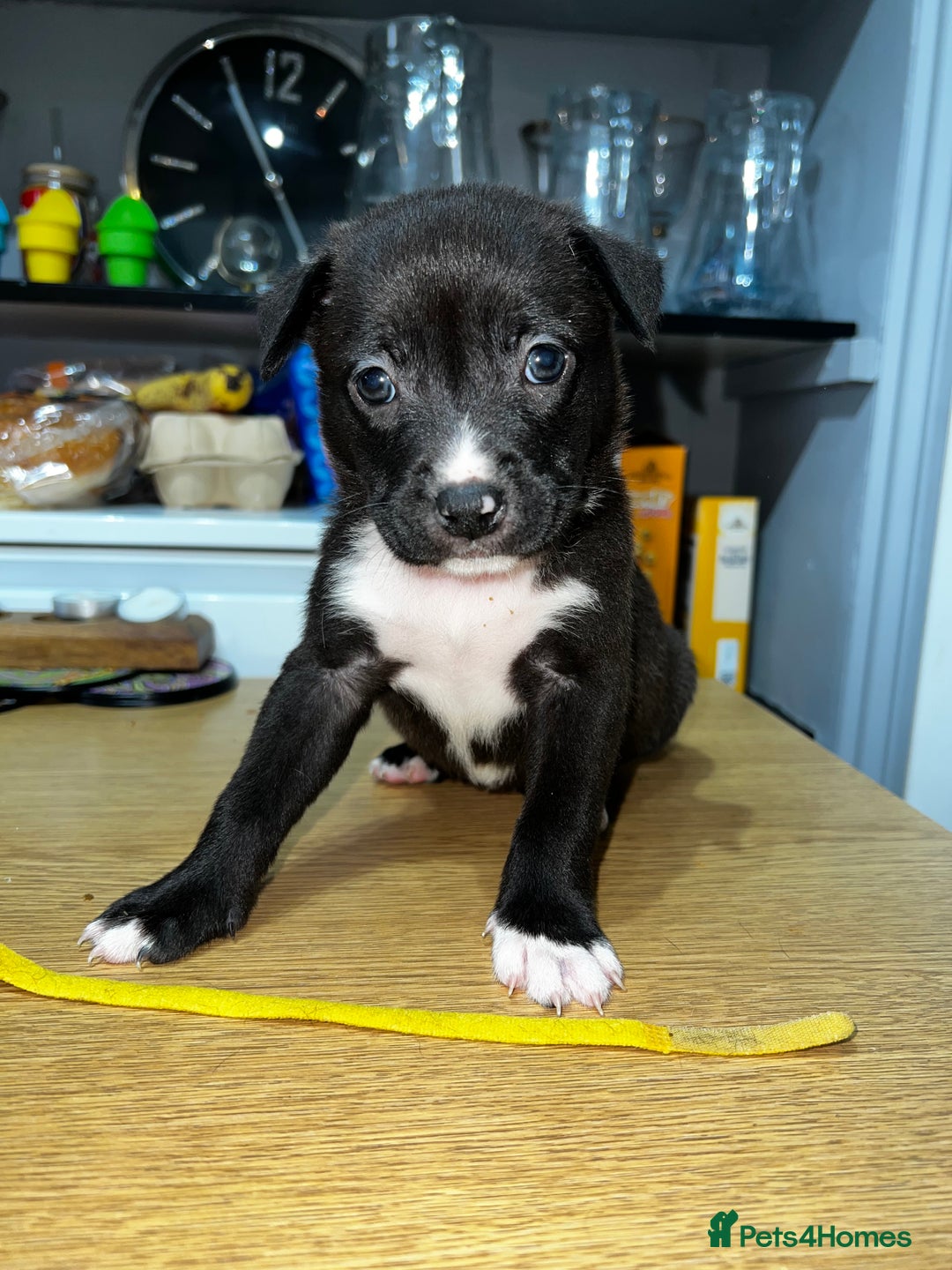 Mixed Breed dogs for sale: Blue american Shepard puppies - Image 2
