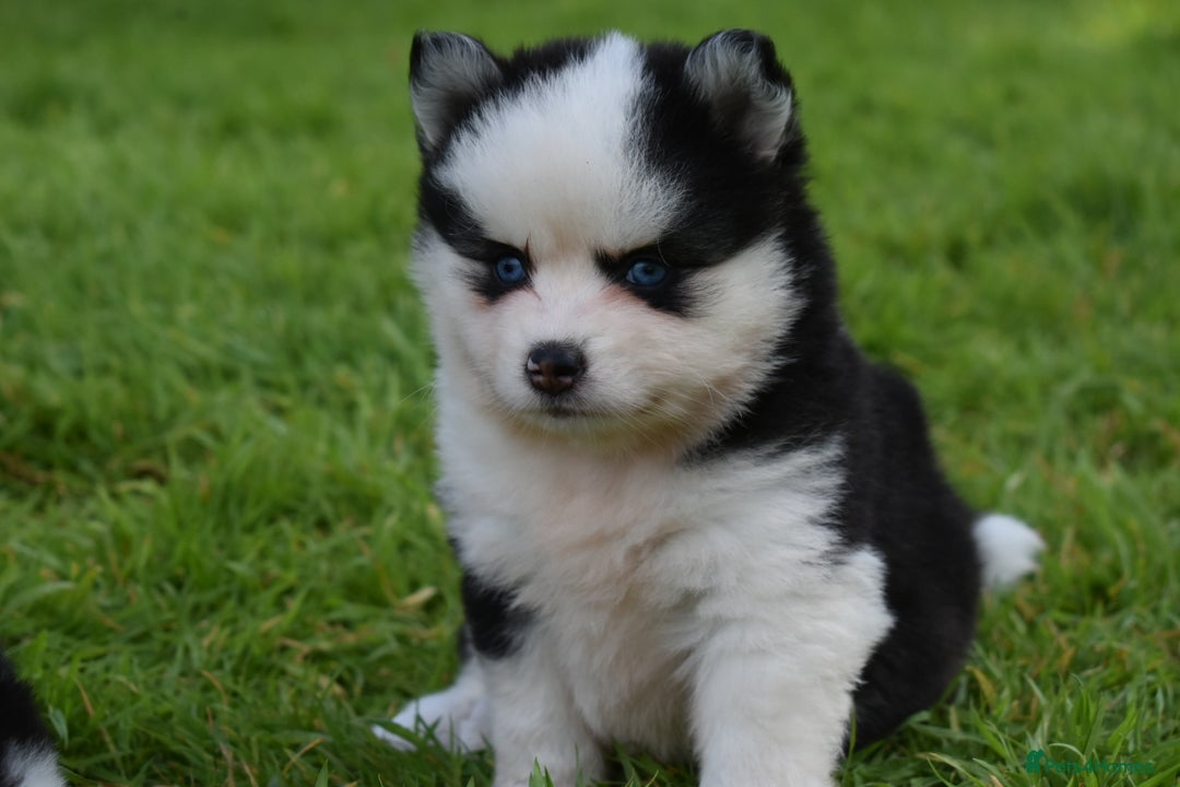 Pomsky dogs for sale: Genuine F4 Pomsky puppies (Health tested parents)  - Image 13