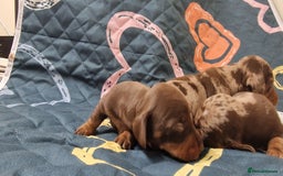 Dachshund dogs for sale: Standard Dachshund Show-quality Puppies - Image 21