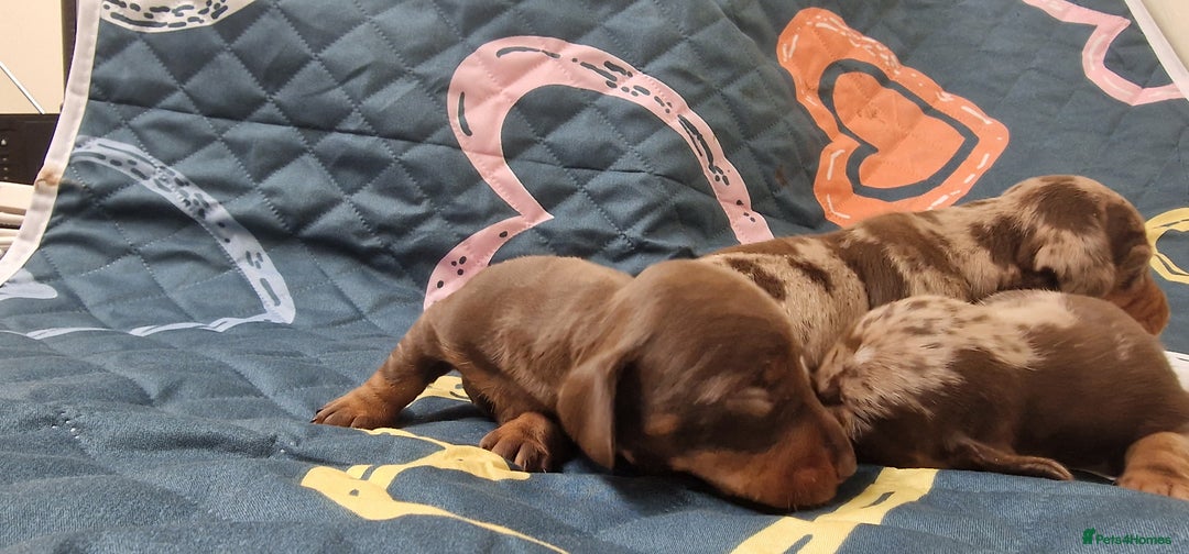 Dachshund dogs for sale: Standard Dachshund Show-quality Puppies - Image 21