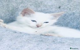 Ragdoll cats for sale: Ragdoll kitten  - Image 3