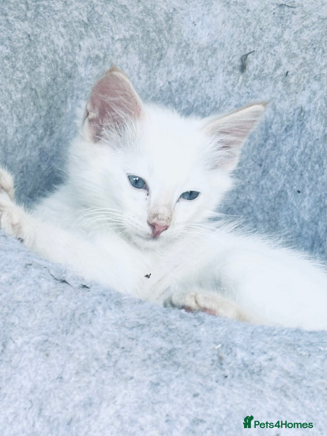 Ragdoll cats for sale: Ragdoll kitten  - Image 3