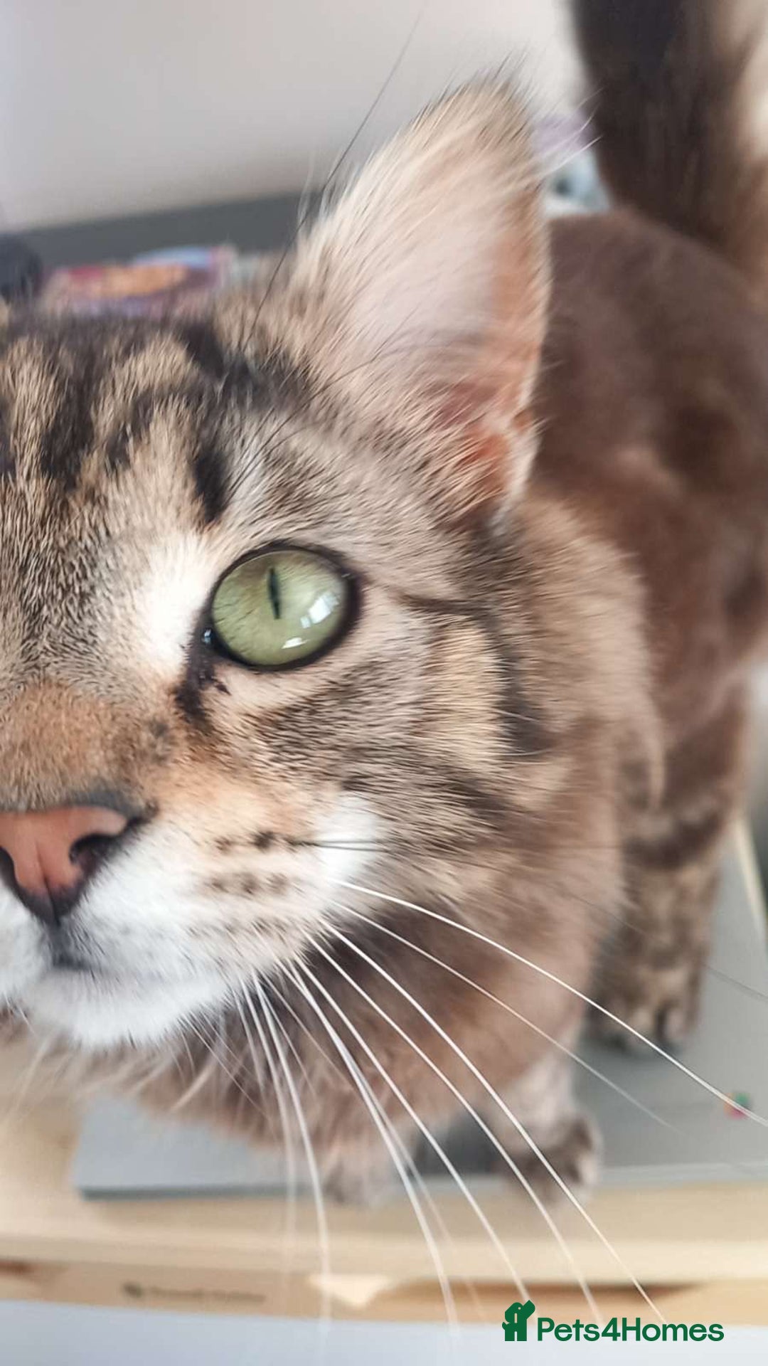 Mixed Breed cats for sale: Kiki/kiara  - Advert 8