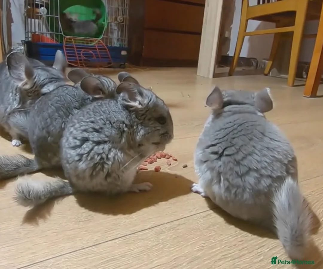 Chinchilla rodents for sale: Chinchilla kits in Mansfield - Advert 1