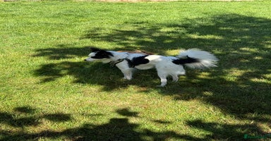 Papillon dogs - Advert 8