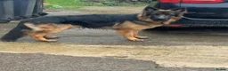 German Shepherd dogs for stud: Handsome boy , for STUD  - Advert 4