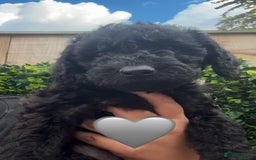 Labradoodle dogs for sale: F1bb labradoodle puppies black curly coat 🧬 clear - Image 30