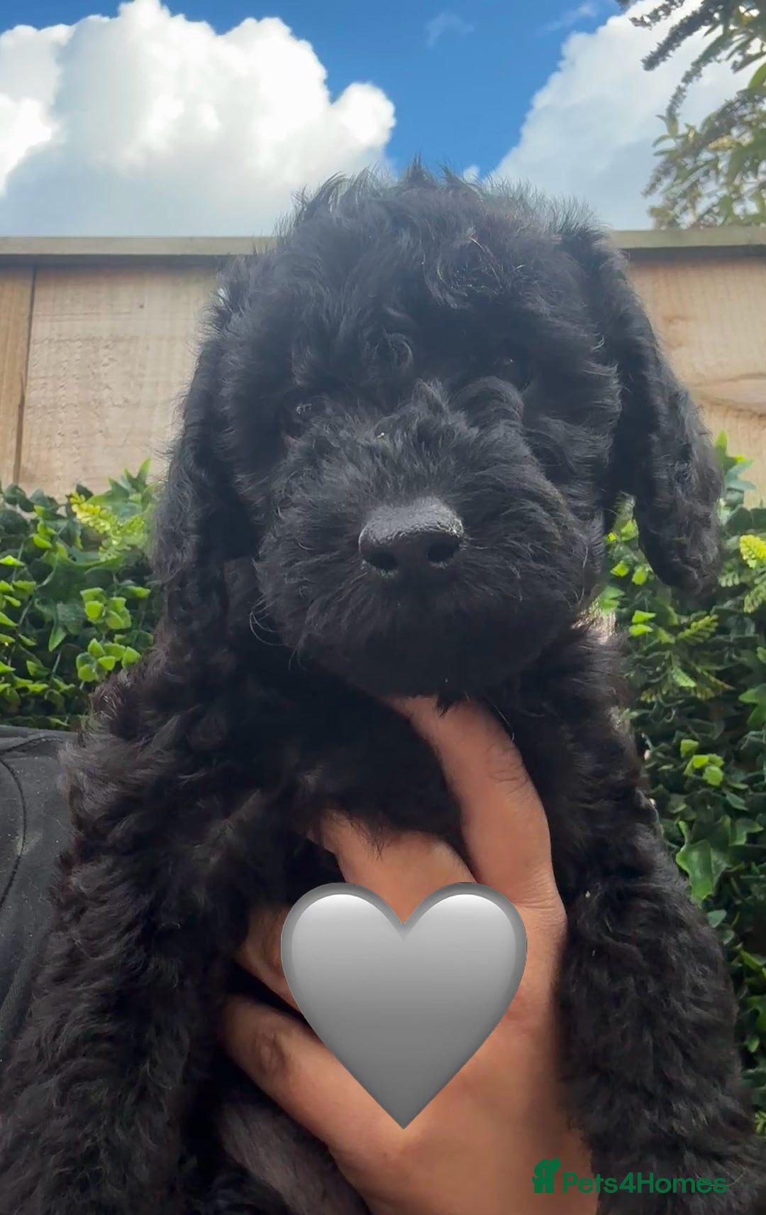 Labradoodle dogs for sale: F1bb labradoodle puppies black curly coat 🧬 clear - Image 30