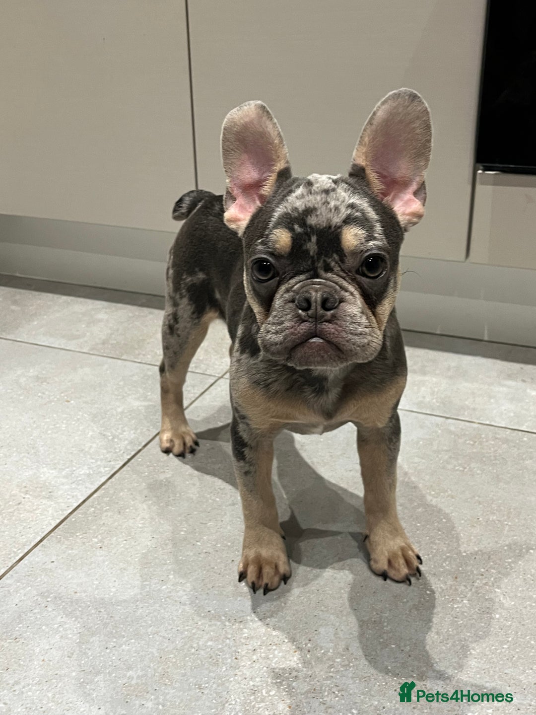 French Bulldog dogs for sale: Multi Coloured Merle French Bulldog Pups  - Advert 10