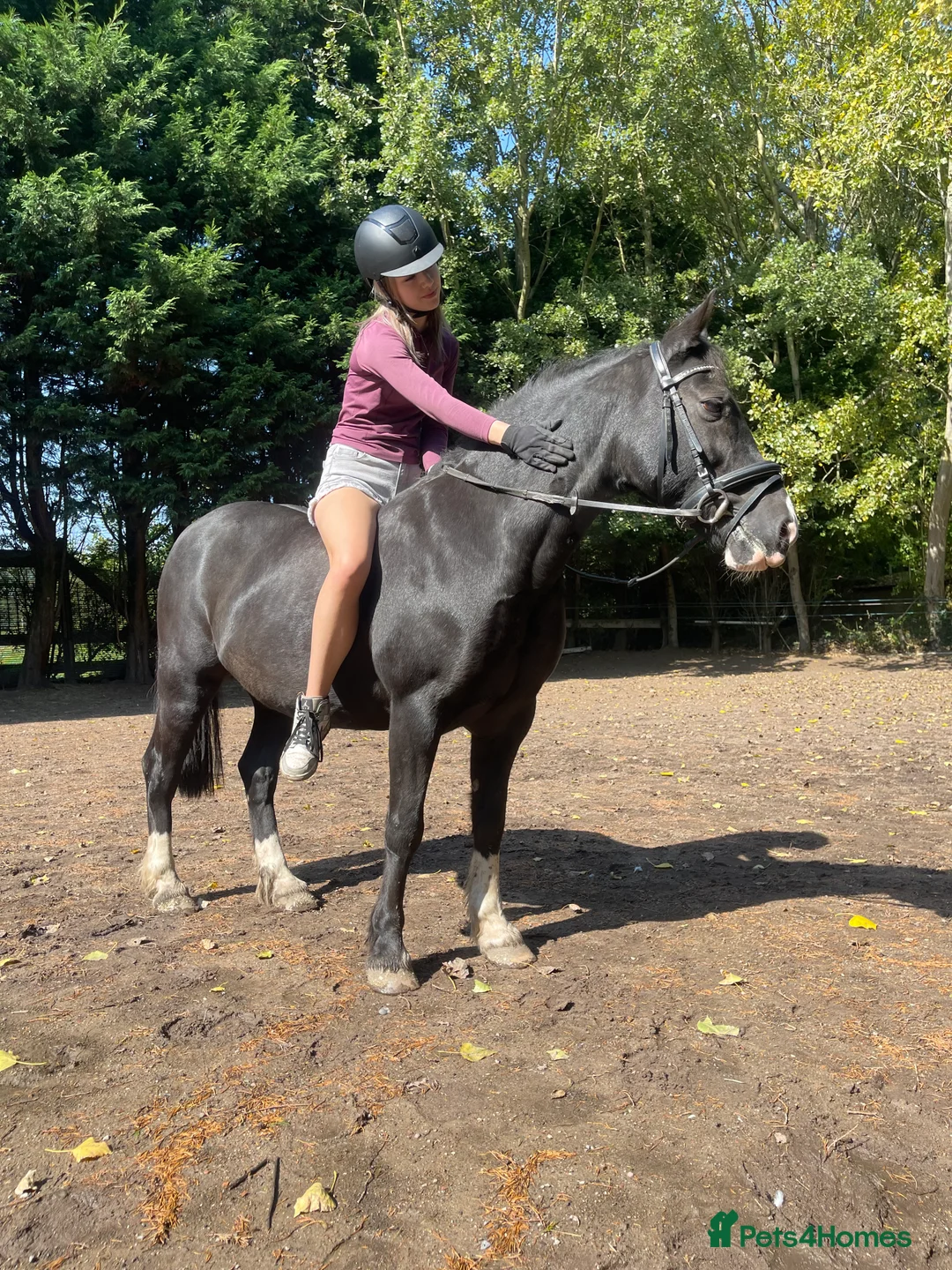 Welsh Section C horses for sale: ❤️ Romeo ❤️ - Advert 3