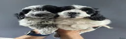 Cockapoo dogs for sale: BLUE ROAN F1 Cockapoo Boys. Extensively DNA Tested - Advert 7