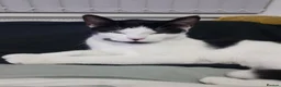 Mixed Breed cats for sale: 2 female sisters looking for a home - Advert 3