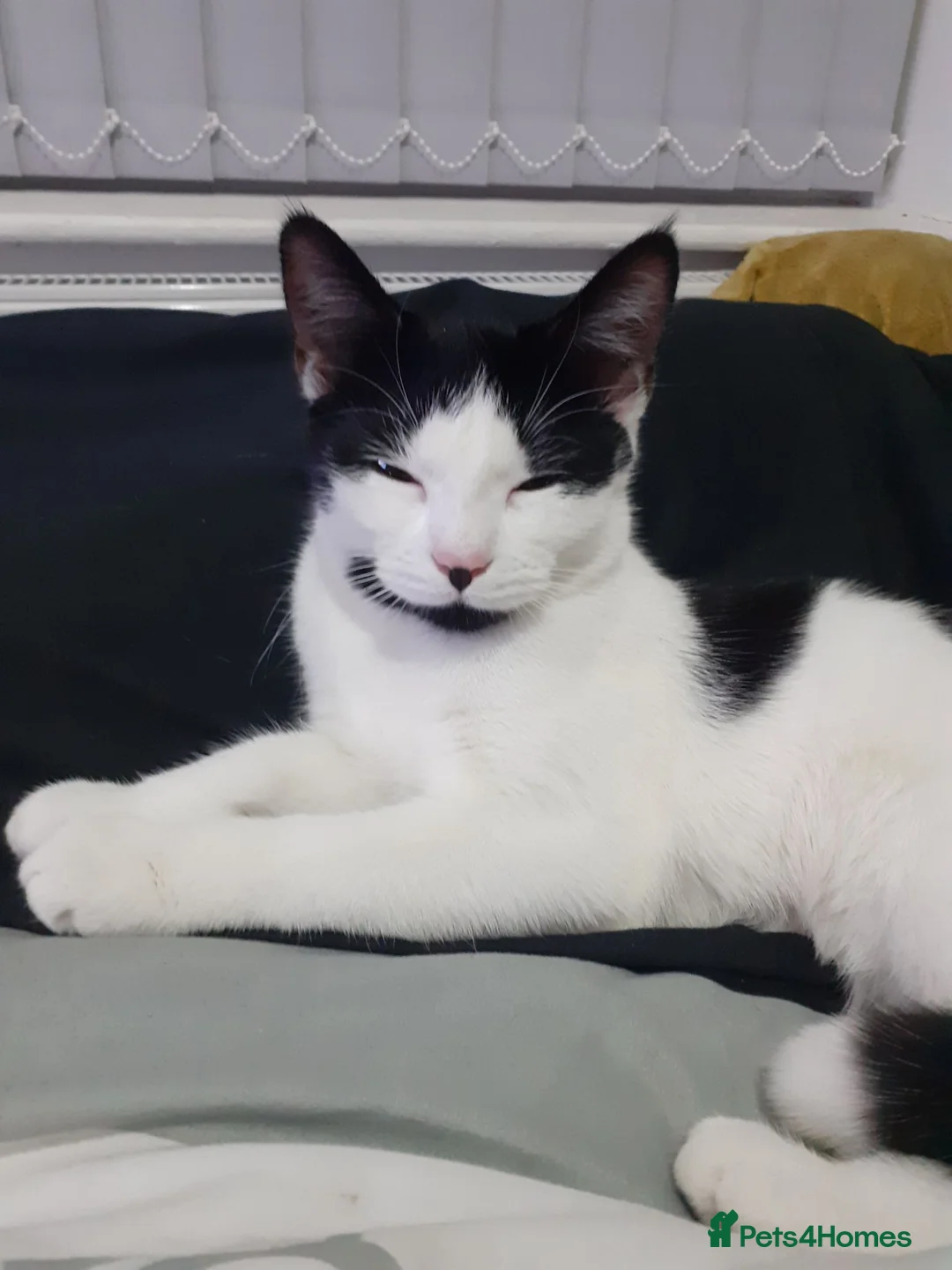 Mixed Breed cats for sale: 2 female sisters looking for a home - Advert 3