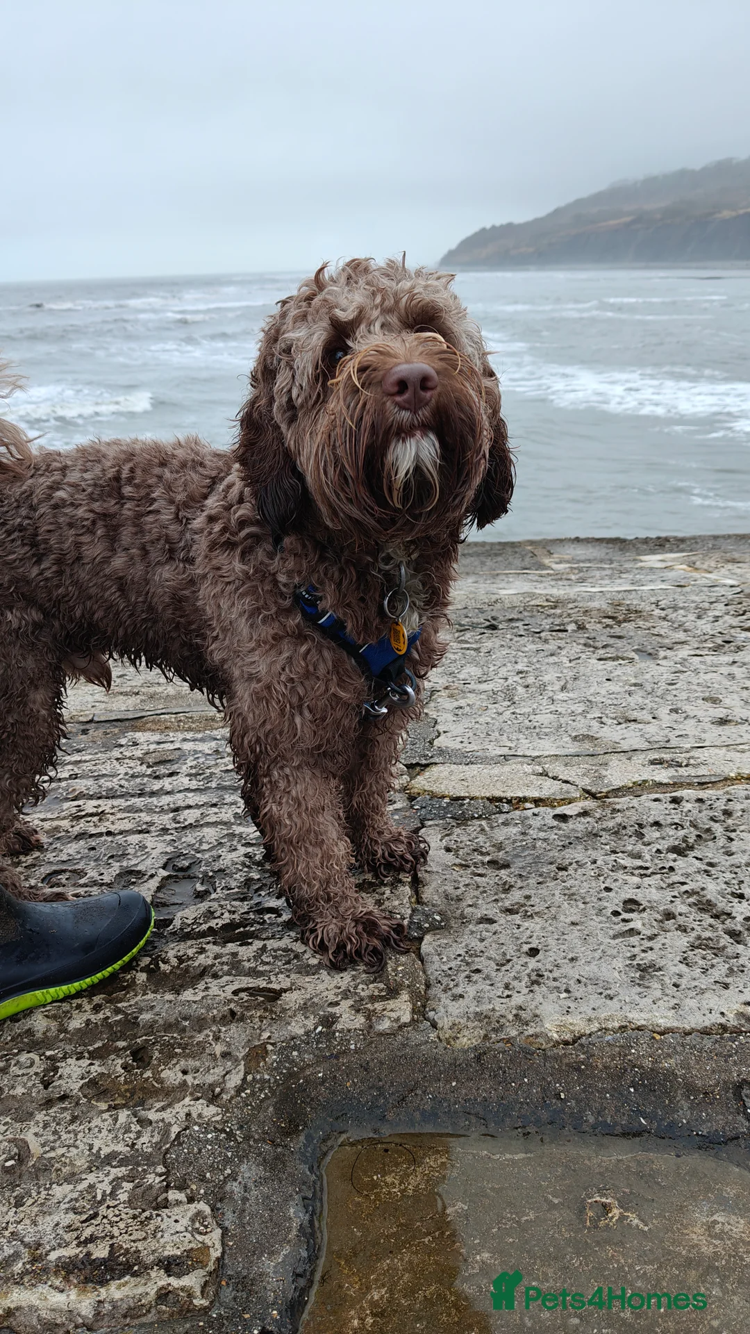 Labradoodle dogs for stud: 🌟Quality Australian Labradoodle 🌟 - Advert 7