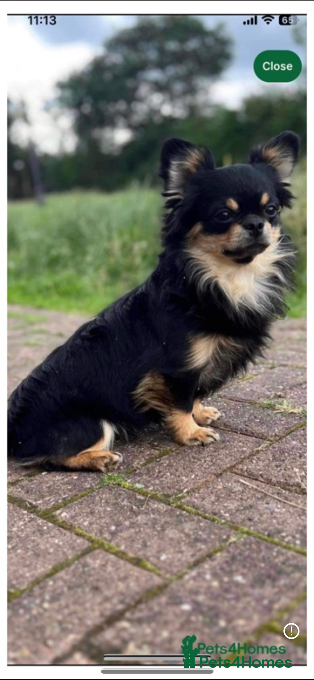 Chihuahua dogs for sale: Chihuahua puppy’s  - Image 13
