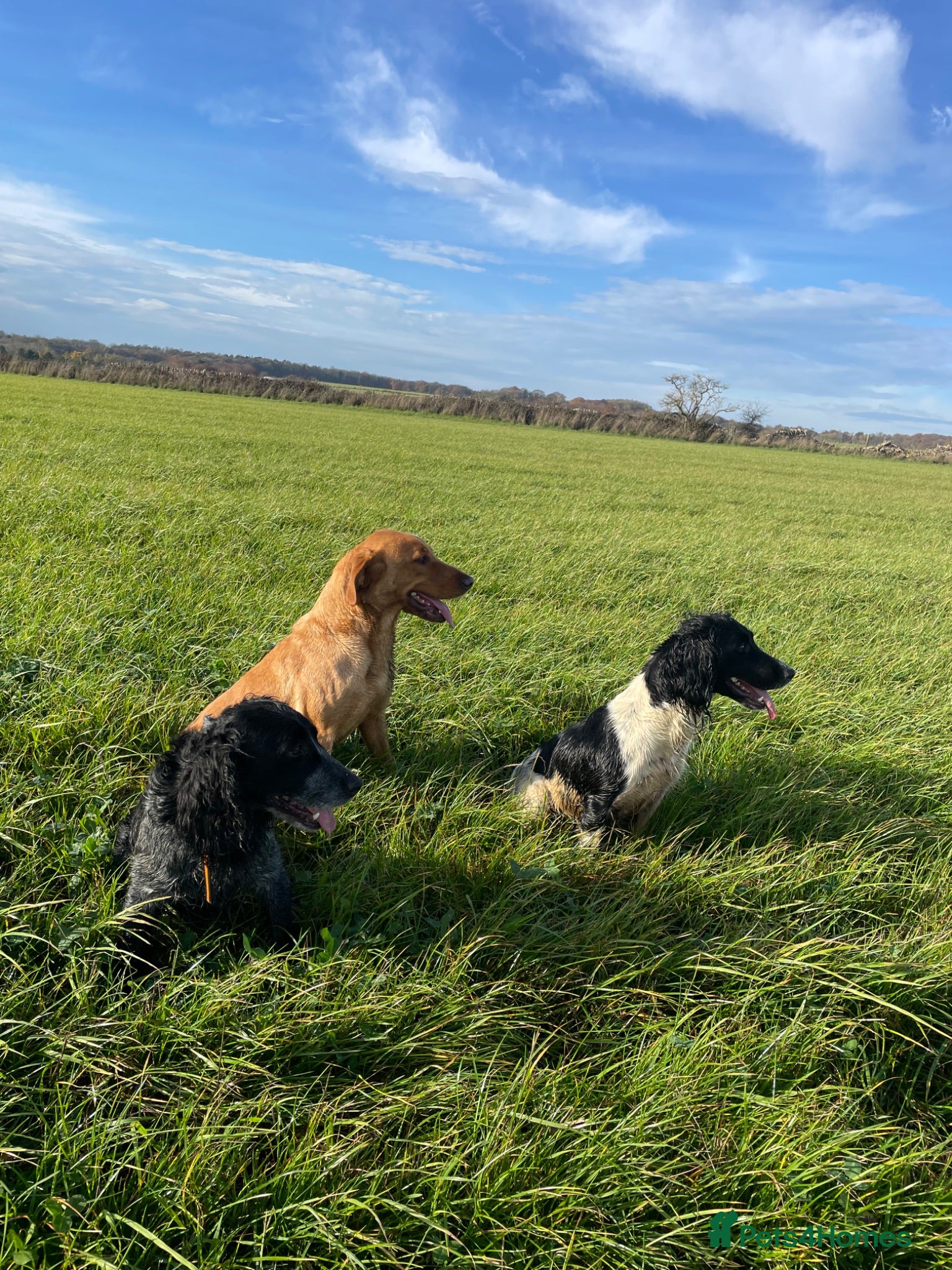 English Springer Spaniel dogs Working springer spaniels  - Advert 11