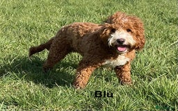 Double Doodle dogs for stud: Stunning Australian Double Doodle For Stud  - Image 1