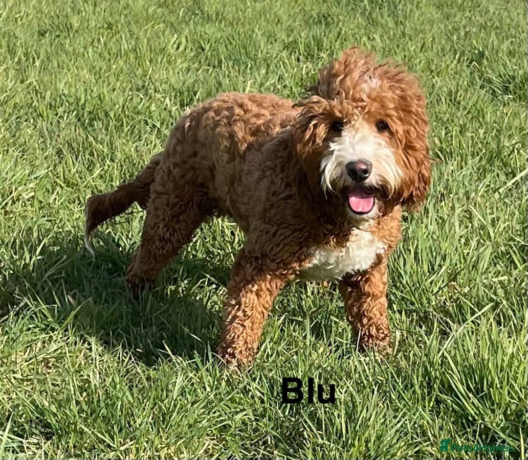 Double Doodle dogs for stud: Stunning Australian Double Doodle For Stud  - Image 1