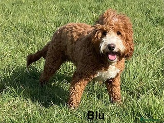 Double Doodle dogs - Advert 1