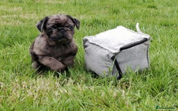 Pug dogs for sale: Pug puppies-Merle, panda and koi - Image 6