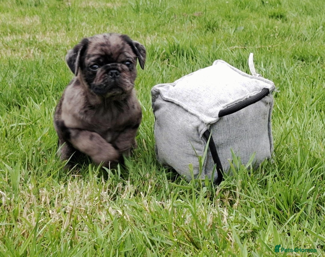 Pug dogs for sale: Pug puppies-Merle, panda and koi - Image 6