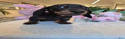 Miniature Dachshund dogs for sale: Beautiful Miniature Dachshund Ready to leave!♥️💙 - Advert 21