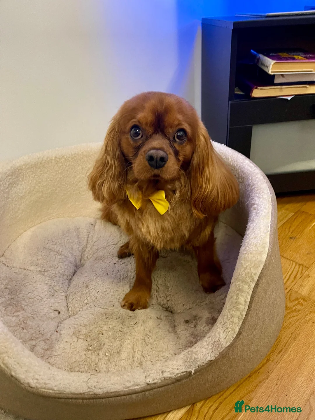 Cavalier King Charles Spaniel dogs for stud: Cavalier for Stud - Advert 2