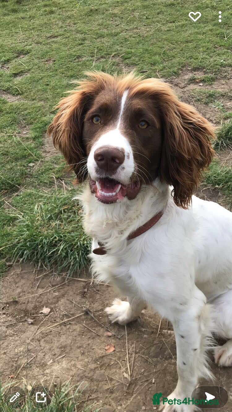 English Springer Spaniel dogs for sale: Gorgeous KC Springer Spainel Puppies  - Advert 1