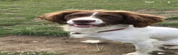 English Springer Spaniel dogs for sale: Gorgeous KC Springer Spainel Puppies  - Advert 1