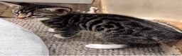 Bengal cats for sale: Bengal kittens  - Advert 7