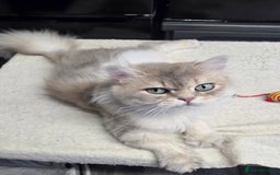 British Longhair cats for sale: Friendly Adult Male 🤍🐾 - Image 2