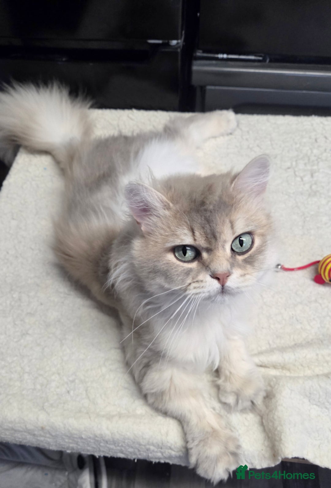 British Longhair cats for sale: Friendly Adult Male 🤍🐾 - Image 2
