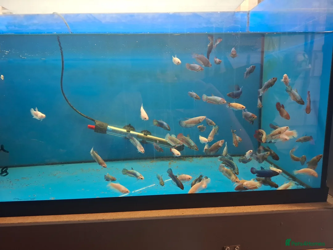 Other/Mixed Breed fish for sale: Male and female Bettas, blue Acaras, shrimp  - Advert 1