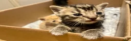 Mixed Breed cats for sale: Beautiful kittens - Advert 9