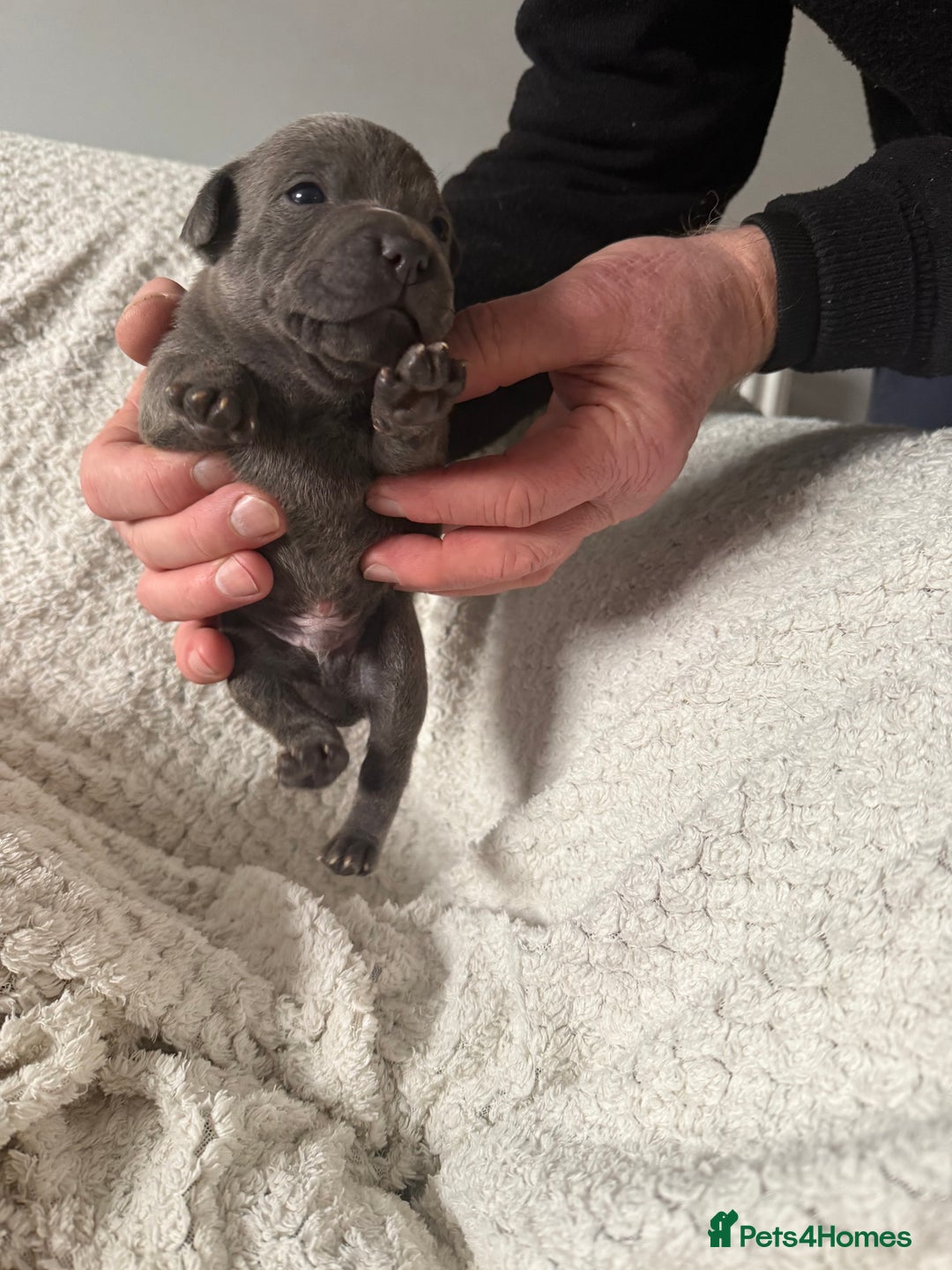 Staffordshire Bull Terrier dogs for sale: Six blue and black Staffordshire bull terriers  - Advert 2