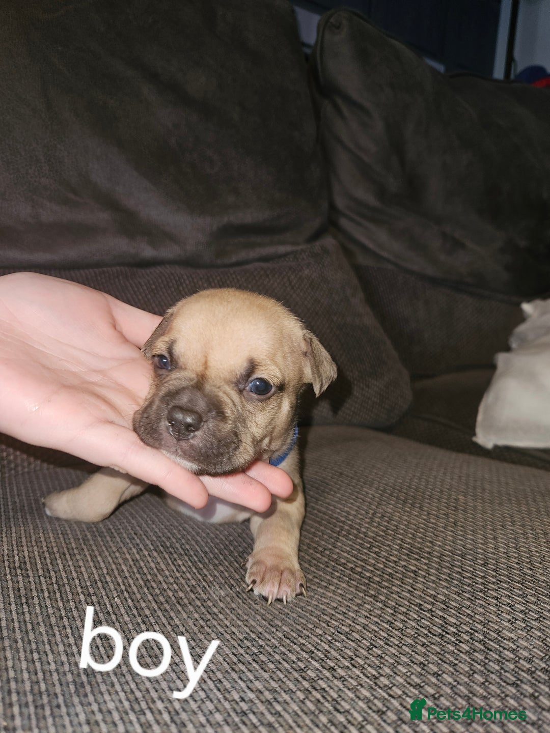 American Bully dogs for sale: Pocket bully puppies - Image 5