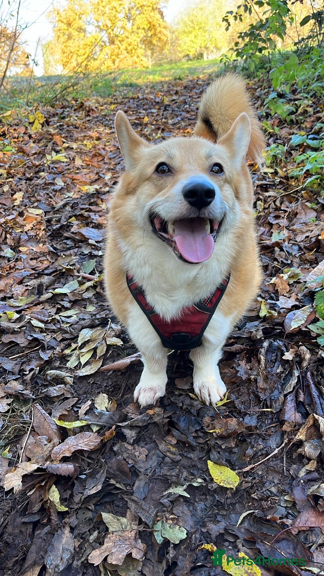 Welsh Corgi Pembroke dogs for sale: 5yo reactive Corgi needs loving, experienced owner - Advert 2