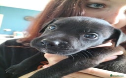 Mixed Breed dogs for sale: Beautiful litter of labrastaffs/staffadors - Image 17