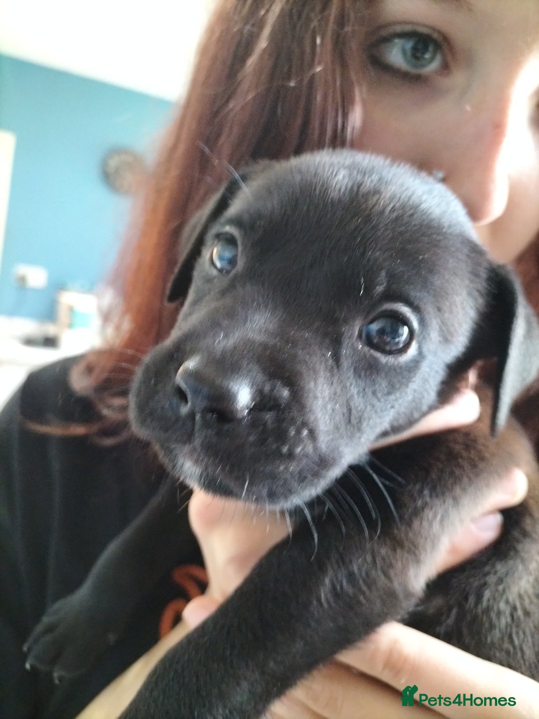 Mixed Breed dogs for sale: Beautiful litter of labrastaffs/staffadors - Image 17