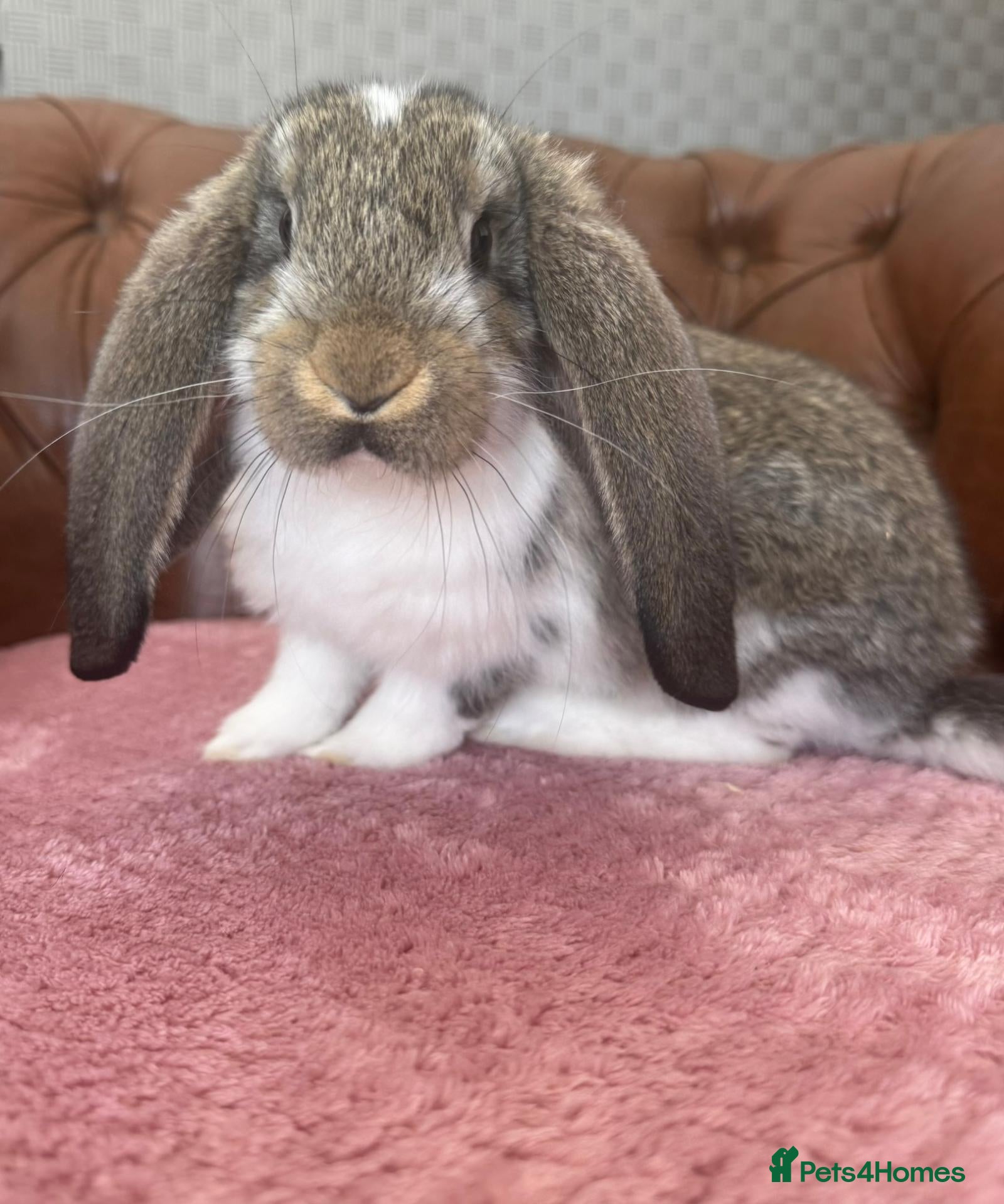 French Lop rabbits Pure breed Baby Giant French Lops Rabbits - Advert 1